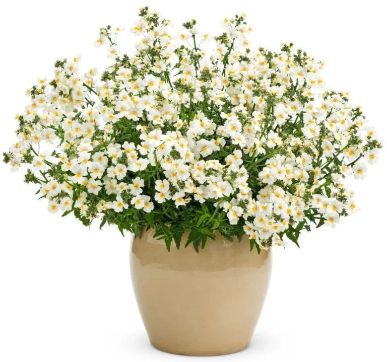 Sunsatia Coconut
