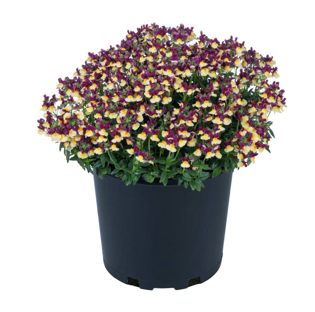 bi-color flowers of nemesia Escential Raspberry Lemonade