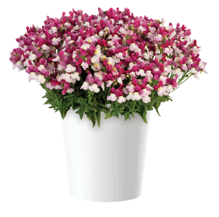 Escential Zazzleberry