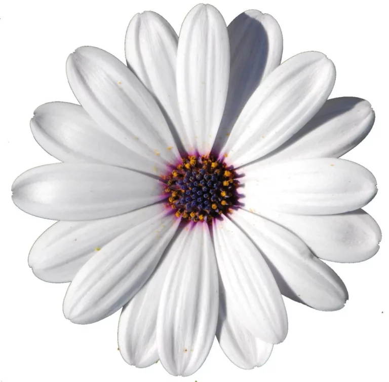 Flower Power White