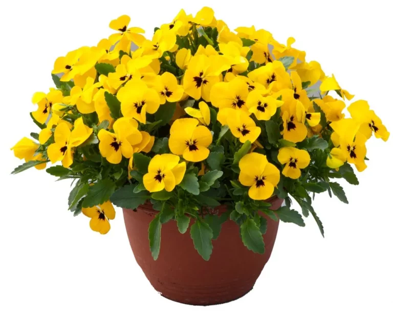 Freefall XL Yellow Blotch