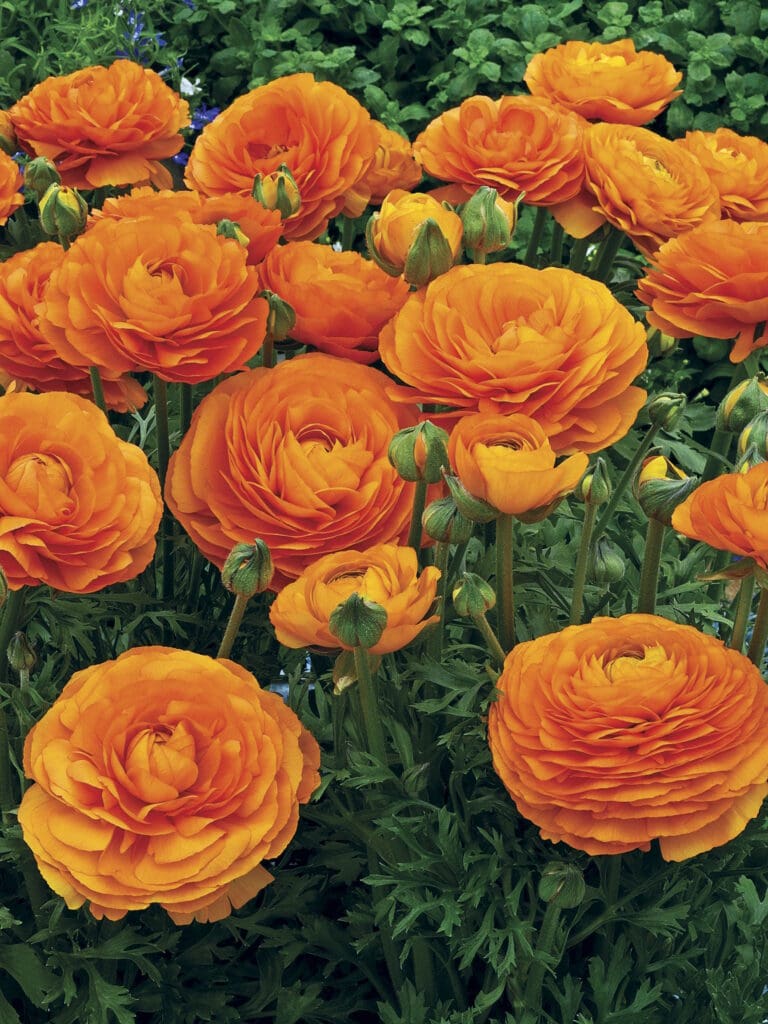 B0026P 0022