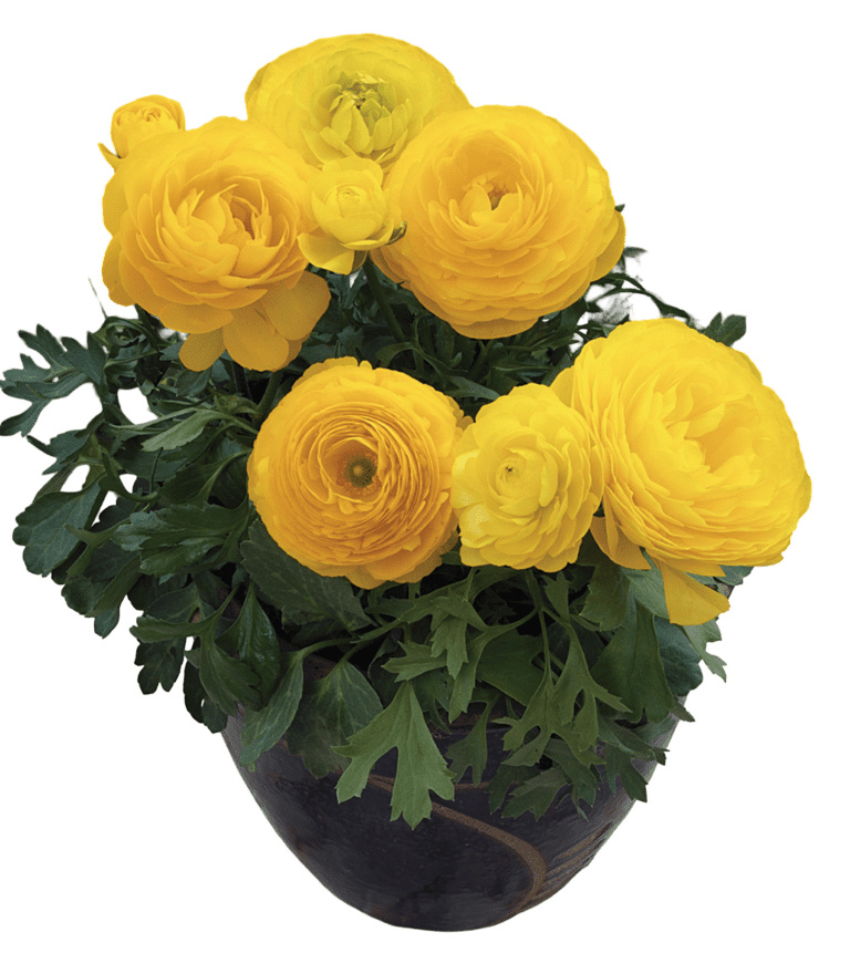 Mache Yellow