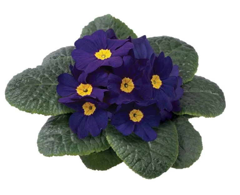 Danova Blue