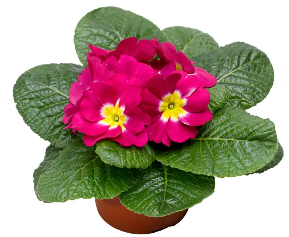 Primrose Danova Rose