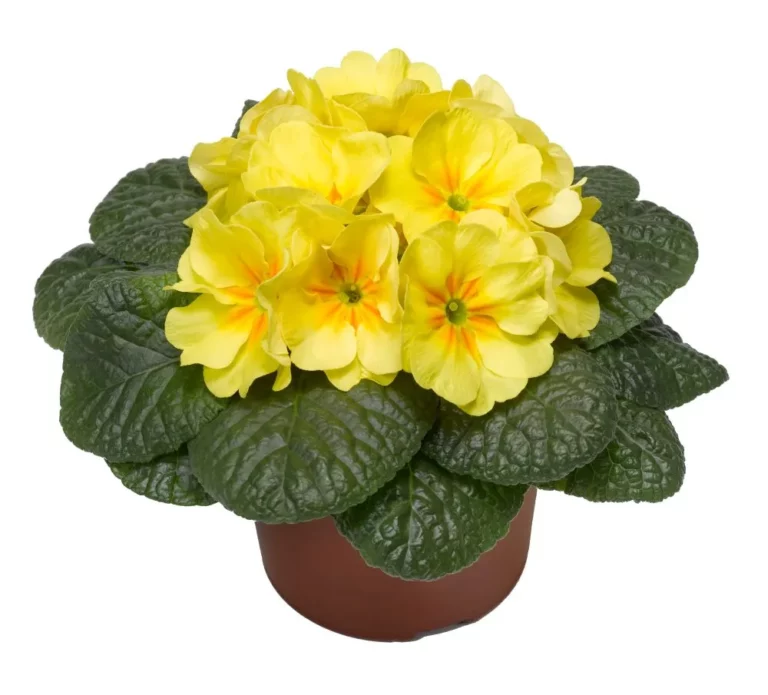Danova Yellow