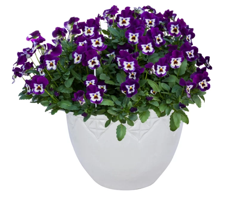 Freefall XL Purple Face