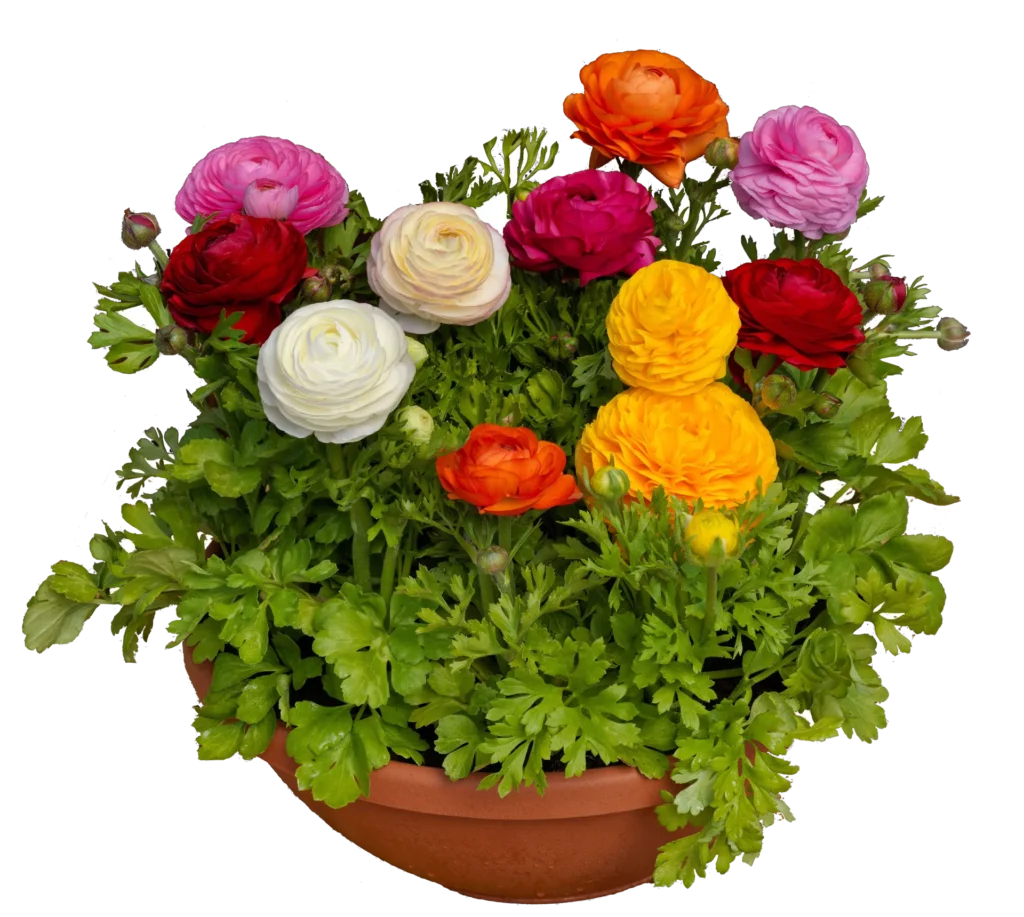 Ranunculus mix of colors