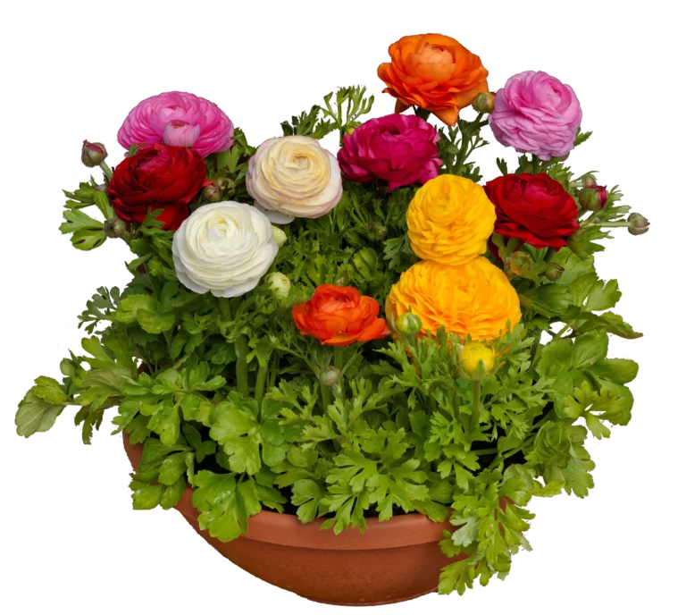 Ranunculus Mix