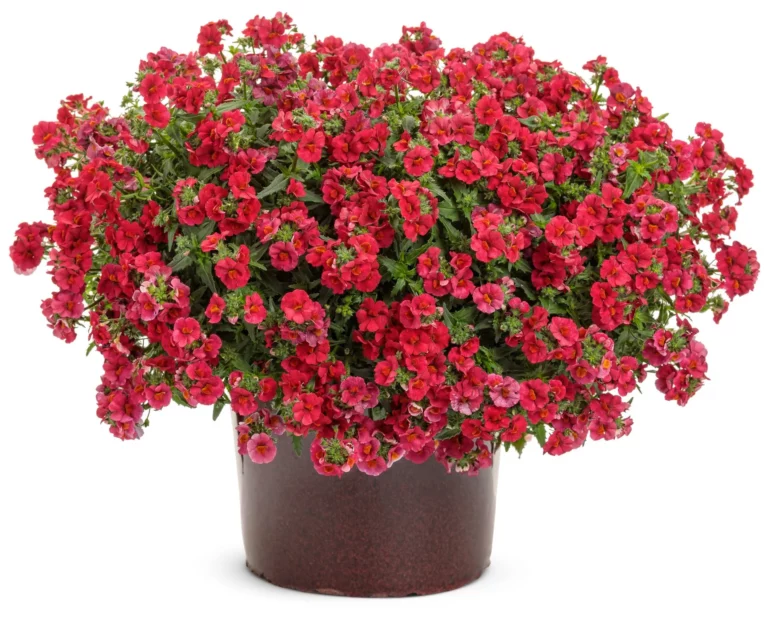 Sunsatia Cranberry
