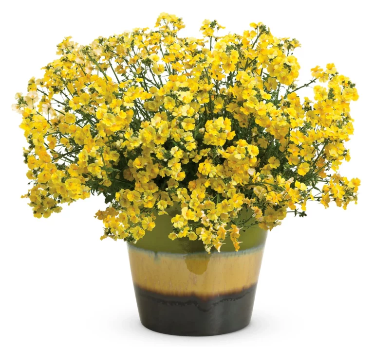 Sunsatia Lemon