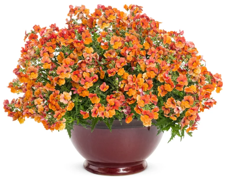 Sunsatia Orange