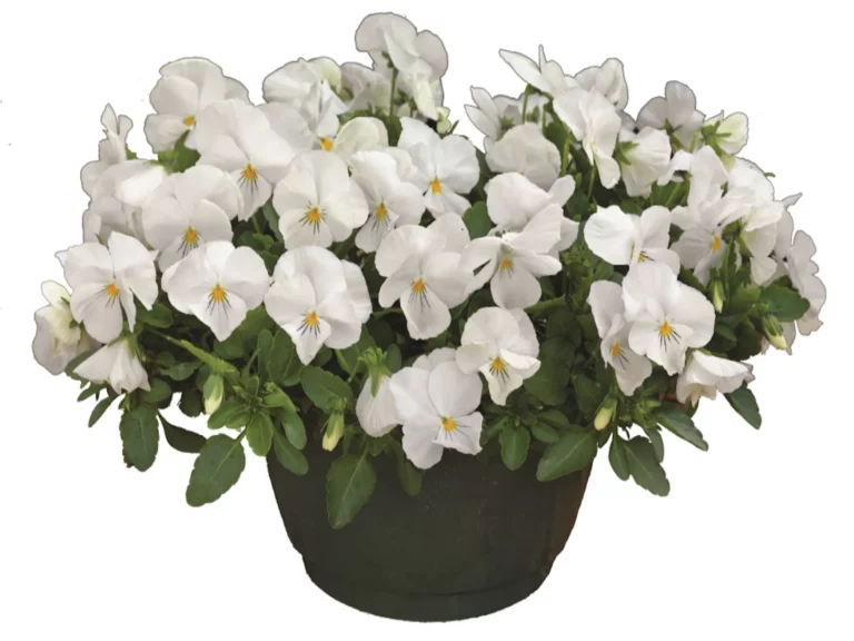 Freefall XL White