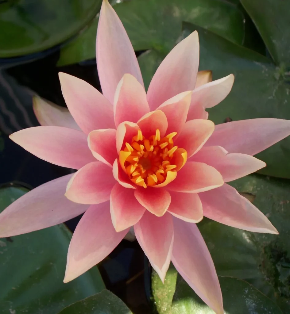 Water lily