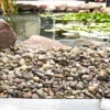 Landscape with Allegheny 3/4" decorative Allegheny River stone for sale near me in Lebanon PA.