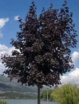 Burgundy foliage of Crimson King Maple tree for sale near me in Lebanon PA.