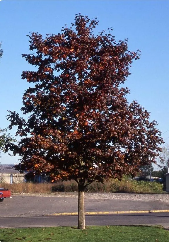 Crimson King Maple Tree