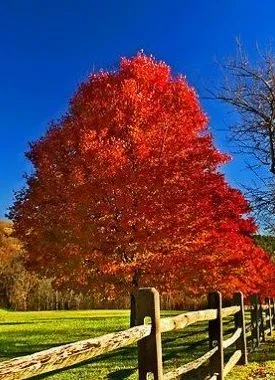 Orange/red fall color of October Glory Maple tree for sale near me in Lebanon PA.
