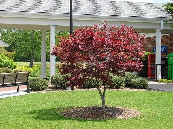 Bloodgood Japanese Maple Tree