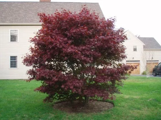 Bloodgood Japanese Maple Tree