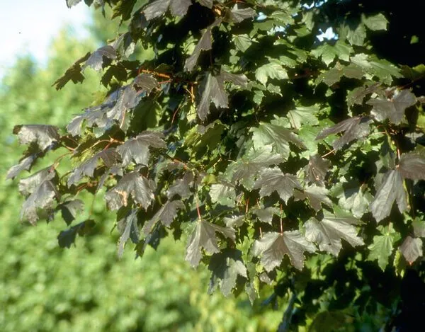 Crimson King Maple Foliage