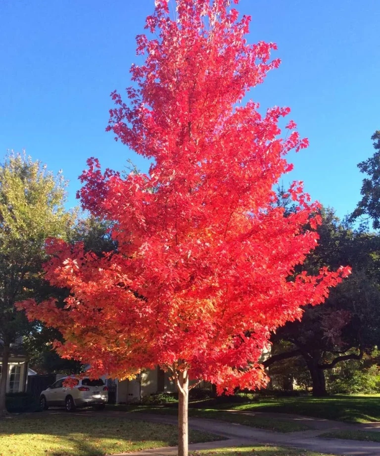 October Glory Maple Tree
