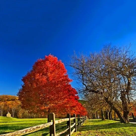 October Glory Maple Tree
