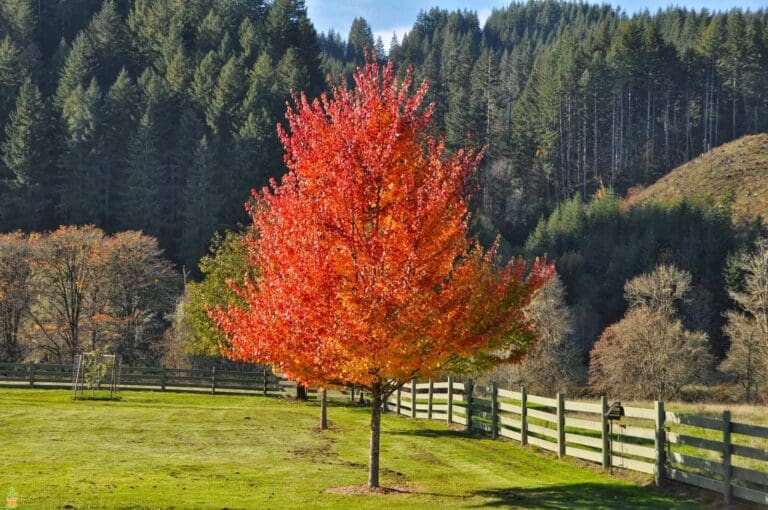 October Glory Maple Tree