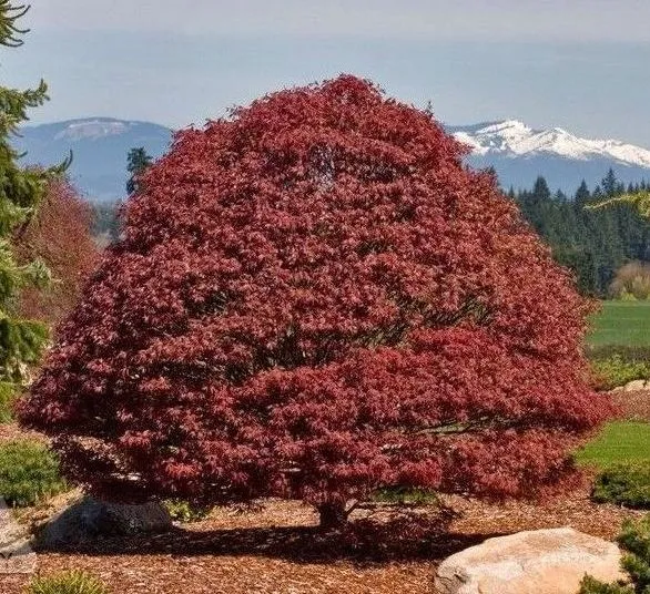 Rhode Island Red Japanese Maple tree for sale near me in Lebanon PA.
