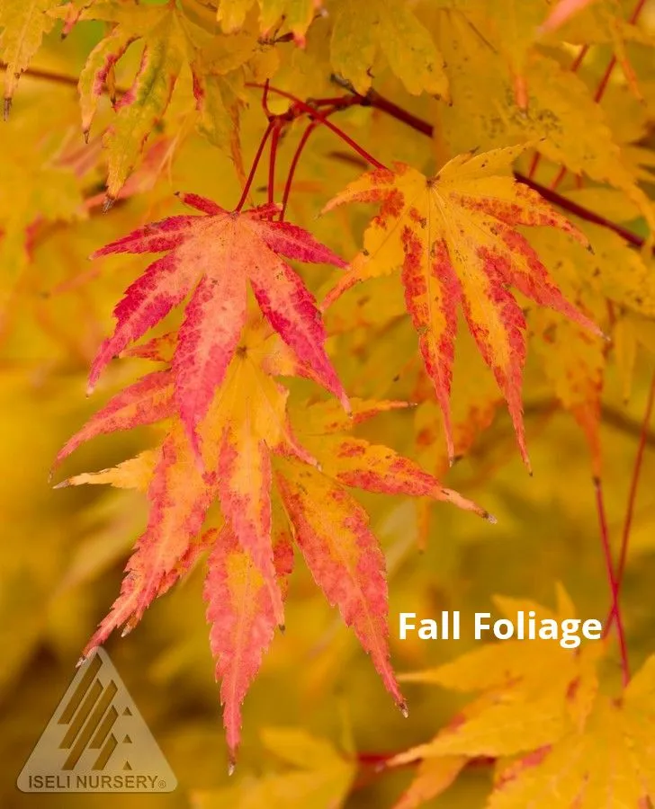 AcerpalmatumSangokaku-autumn07-df4a7ab9-1920w
