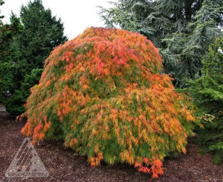 Viridis Weeping Japanese Maple