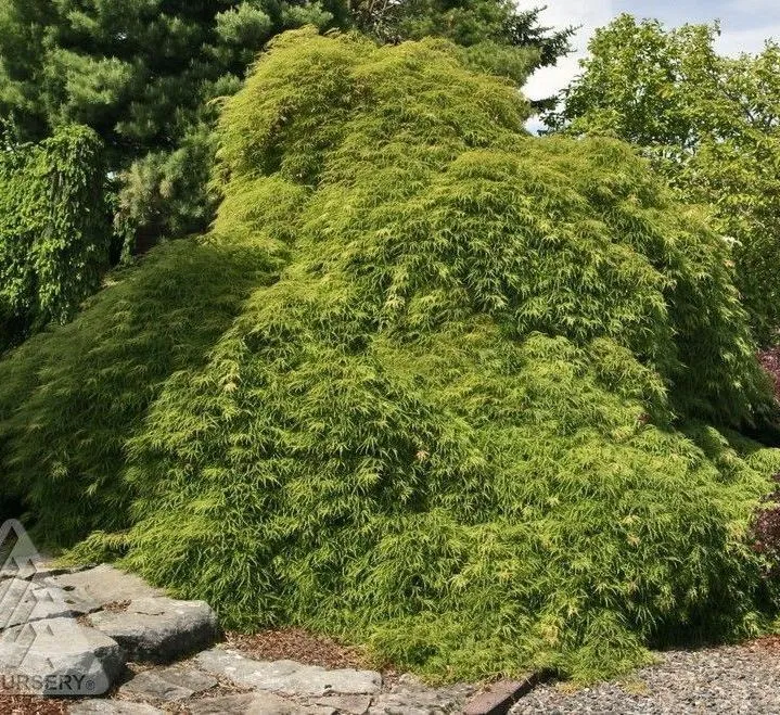 Viridis Weeping Japanese Maple tree for sale near me in Lebanon PA.