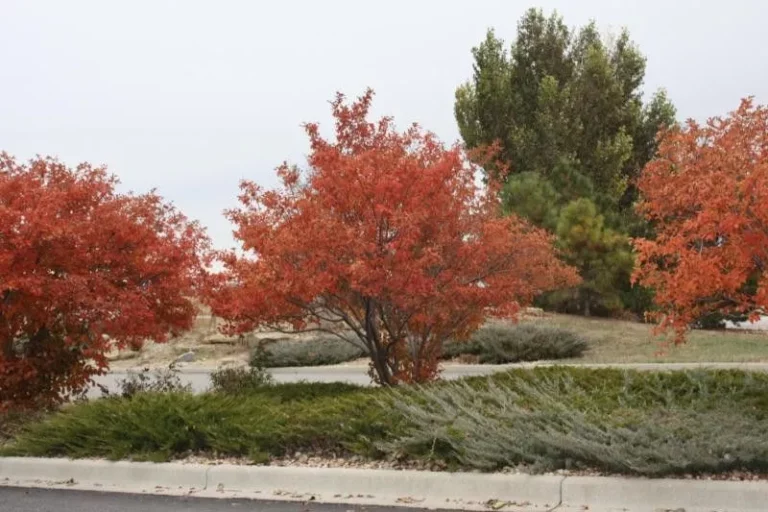 Autumn Brilliance Serviceberry Tree