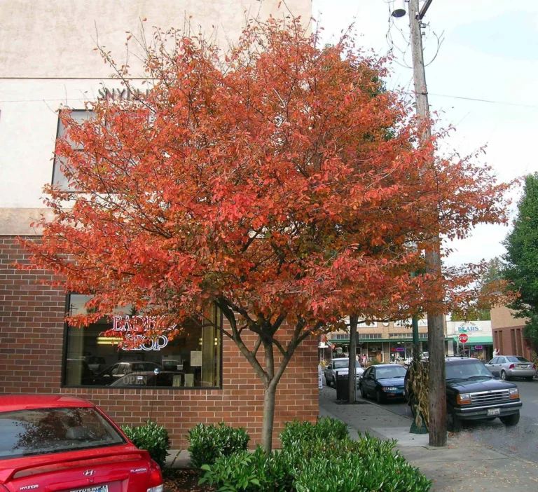 Autumn Brilliance Serviceberry Tree