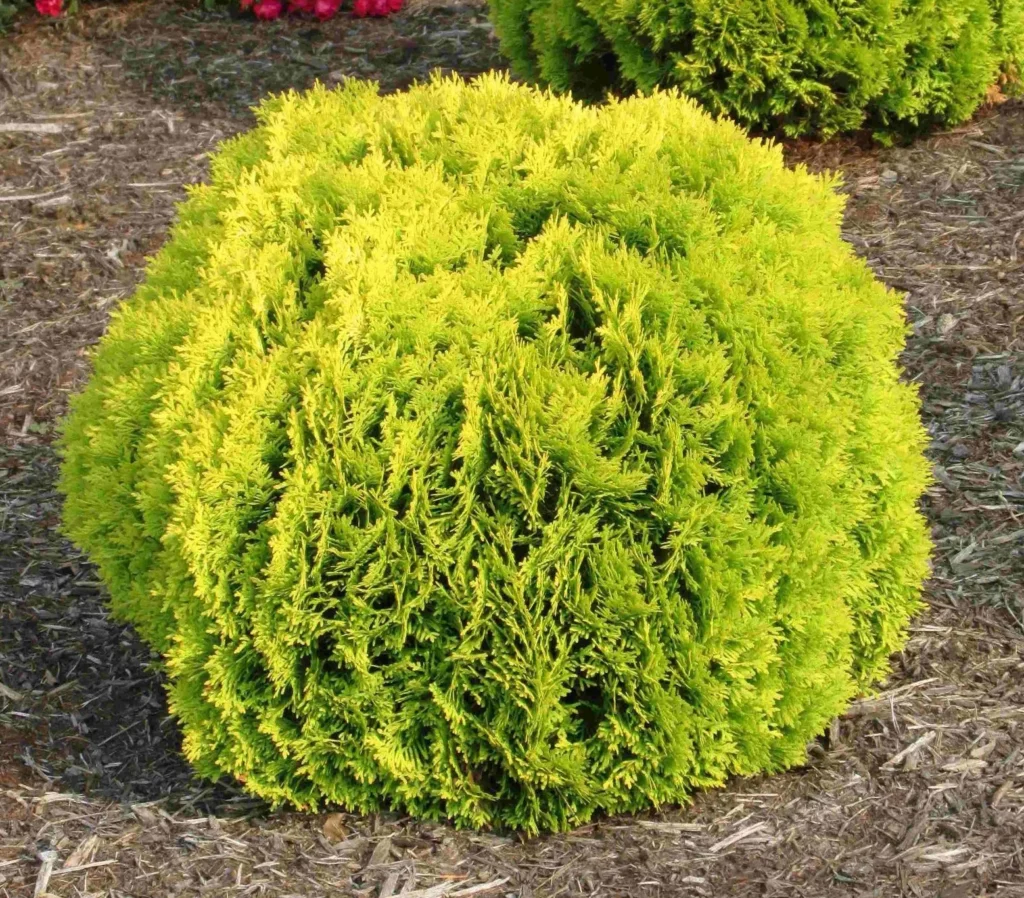 Evergreen shrubs for sale at plant nursery near me in Lebanon PA.