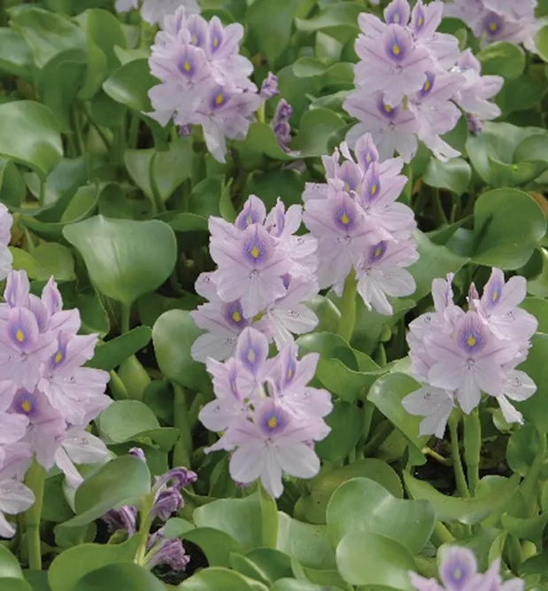 Floating Hyacinths aquatic plants