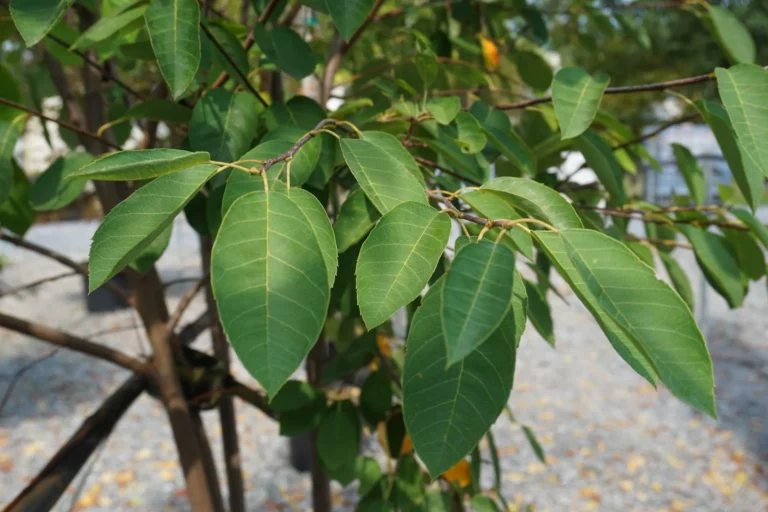 Autumn Brilliance Serviceberry Leaves