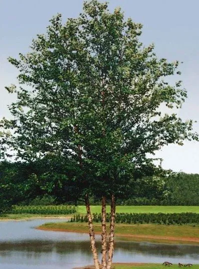 Dura Heat River Birch tree for sale near me in Lebanon PA.