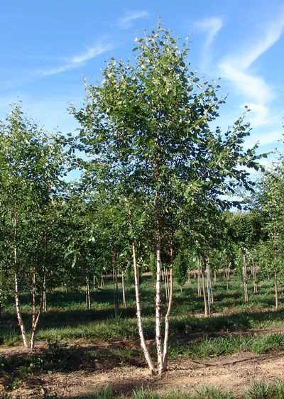 Dura Heat River Birch Tree