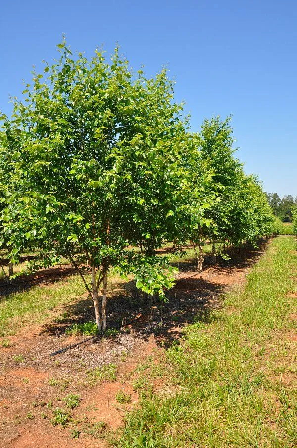 Dura Heat River Birch Tree