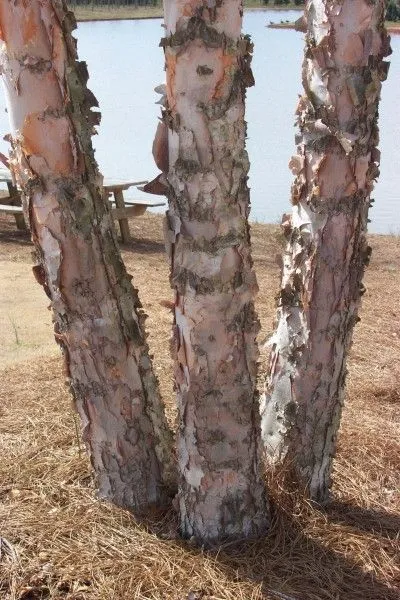 Dura Heat River Birch Tree Bark