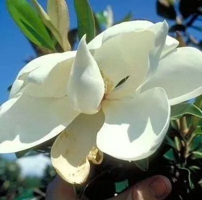 Flower of Brackens Brown Beauty Magnolia tree for sale near me in Lebanon PA.