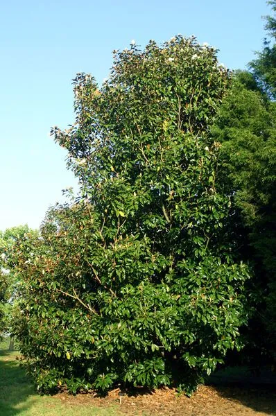 Brackens Brown Beauty Magnolia Tree