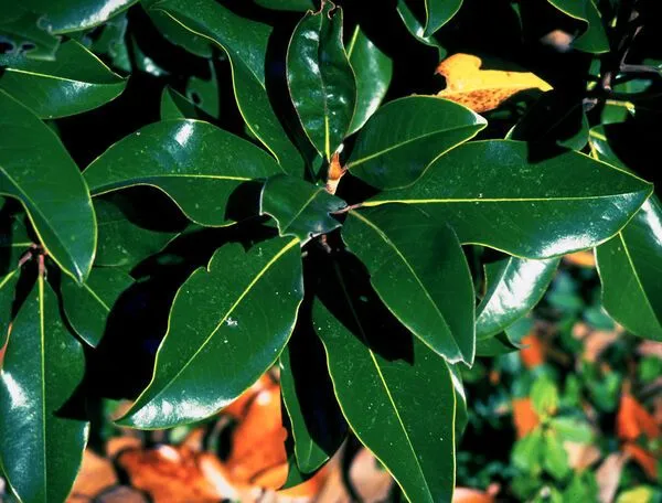 Brackens Brown Beauty Magnolia Foliage