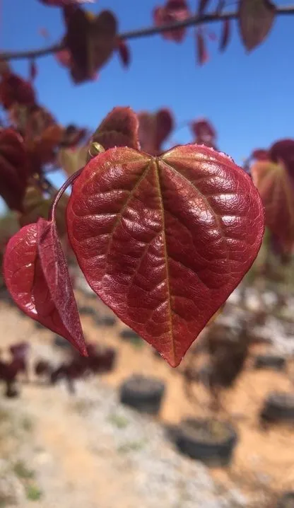 Carolina Sweetheart Redbud Foliage