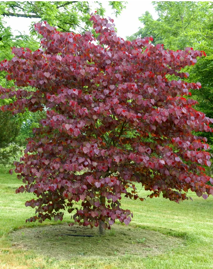 Foliage of Forest Pansy Redbud tree for sale near me in Lebanon PA.