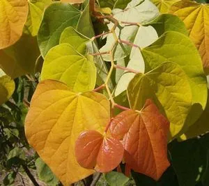 Rising Sun Redbud Foliage