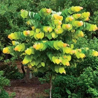 Rising Sun Redbud Foliage