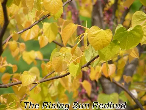 Rising Sun Redbud Foliage