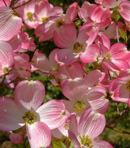 Pink flowers of Cherokee Brave Dogwood tree for sale near me in Lebanon PA.